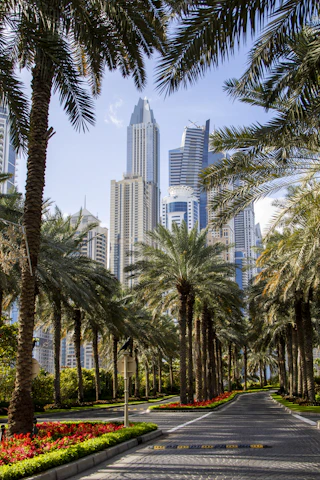 palm trees beside paved road