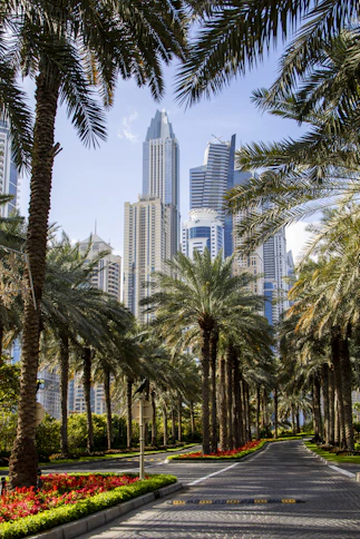 palm trees beside paved road