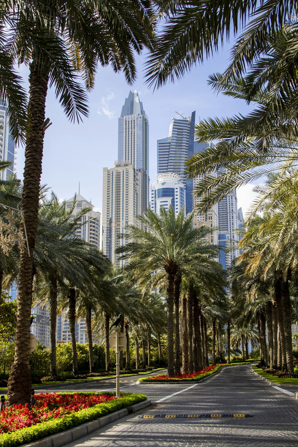 palm trees beside paved road