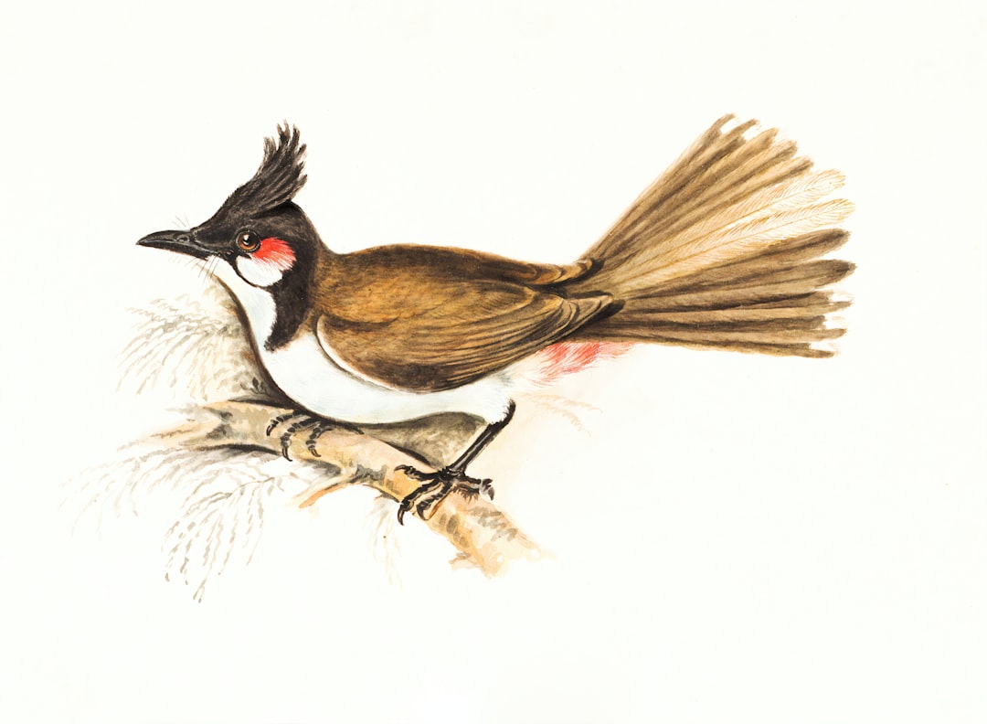 brown and white pheasant, Red-whiskered Bulbul (Pycnonotus jocusus).