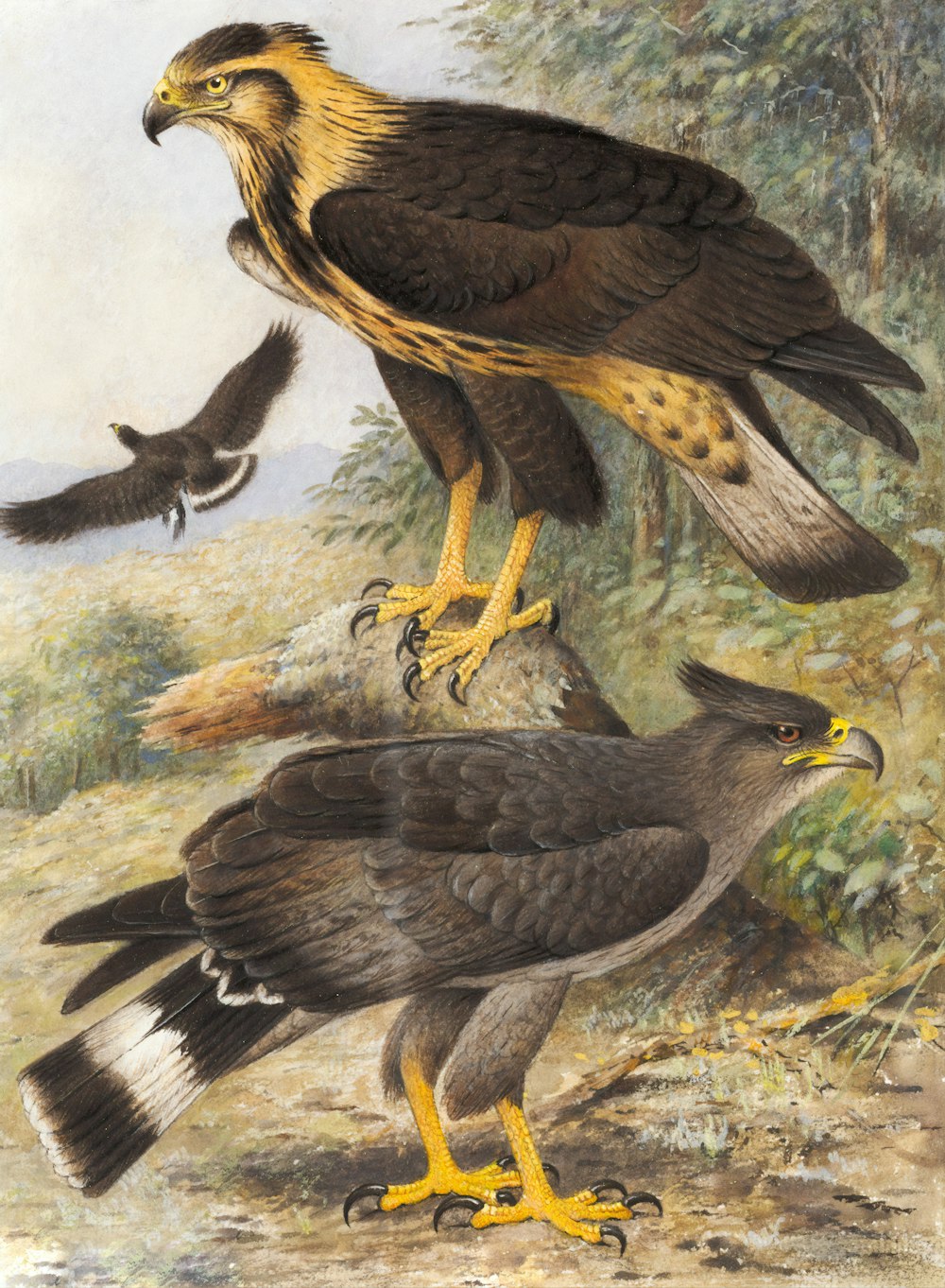 Ilustración de dos pájaros