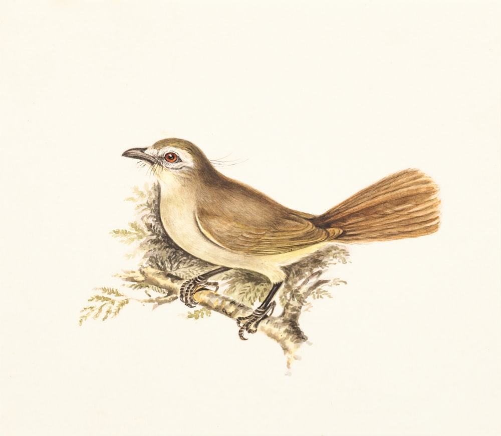 Pintura de pájaro marrón