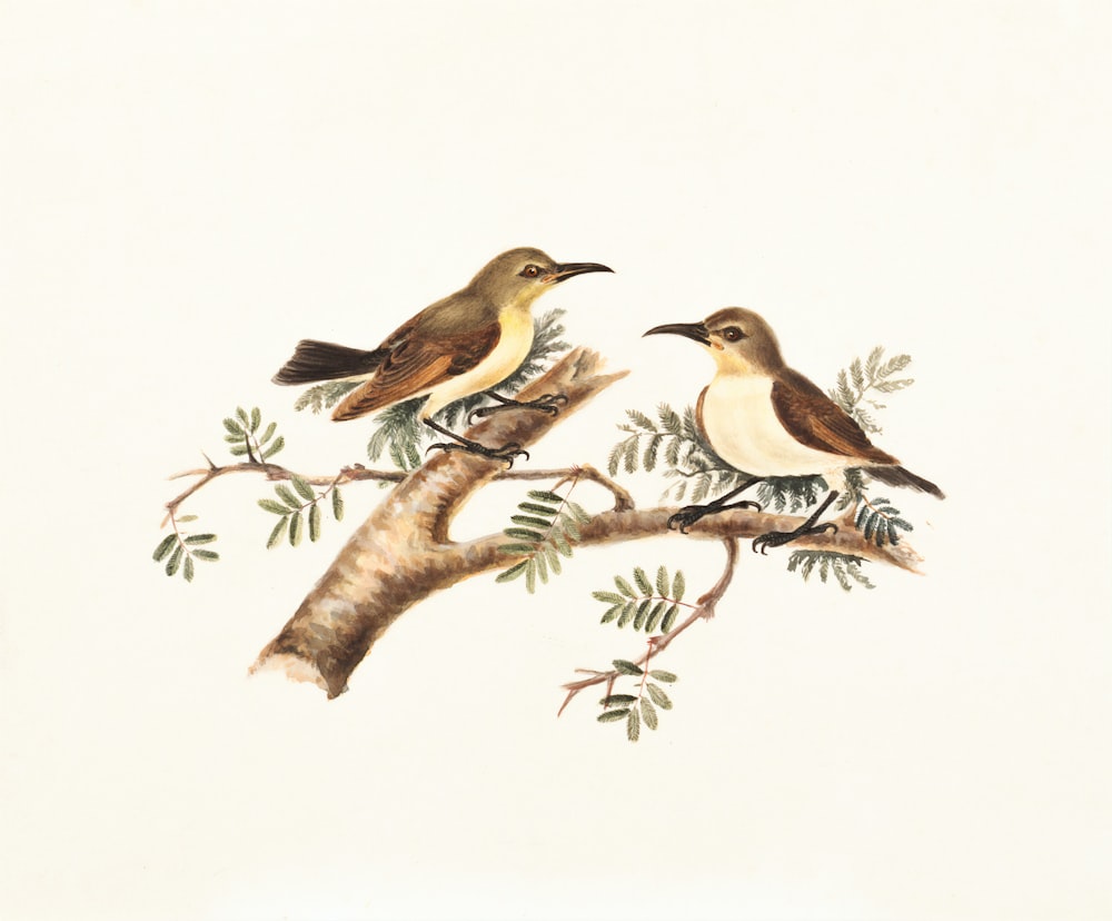 illustration de deux oiseaux bruns et blancs perchés sur une branche d’arbre