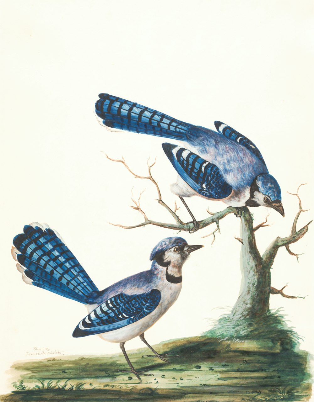 pintura de dois pássaros azuis