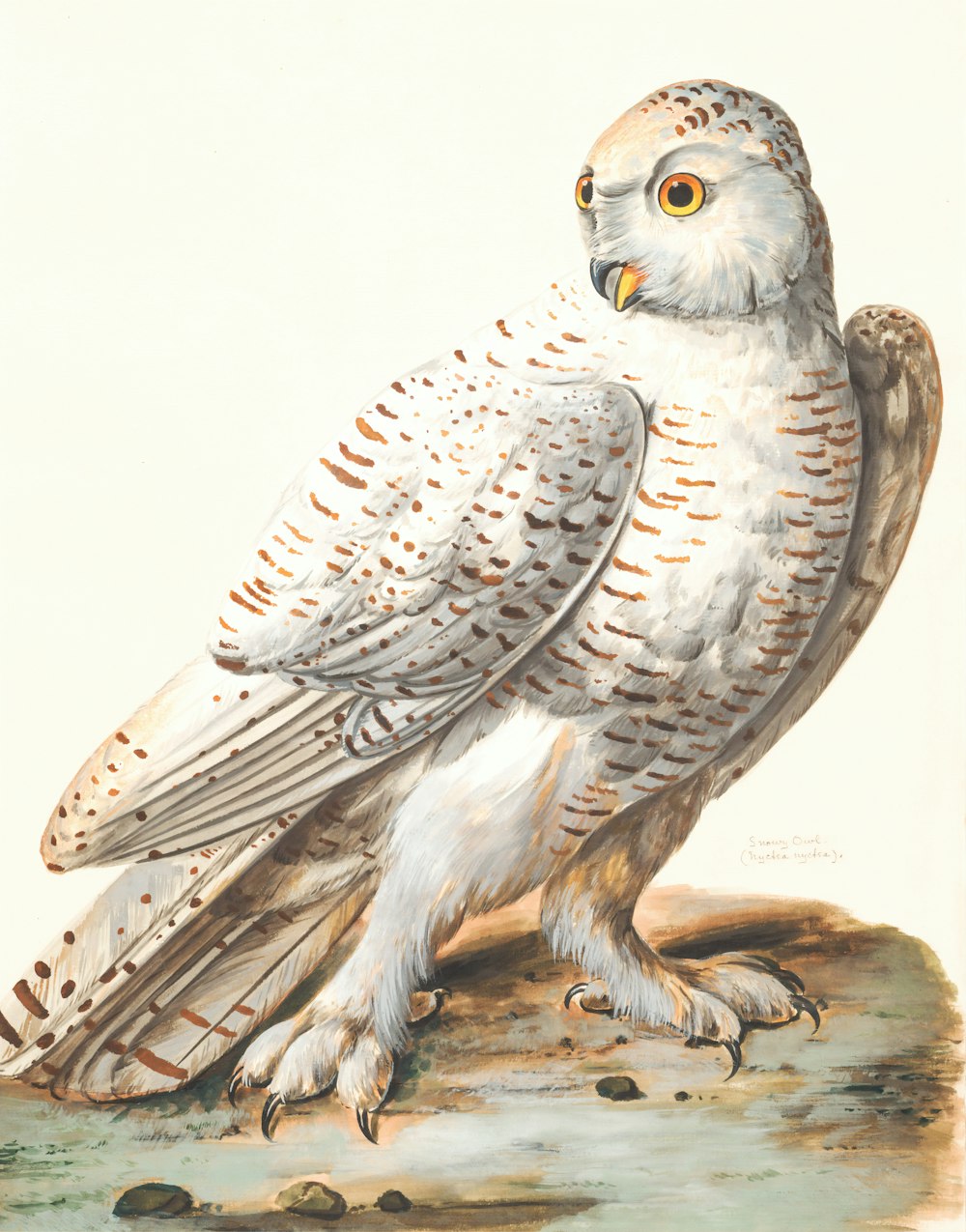 white owl painting