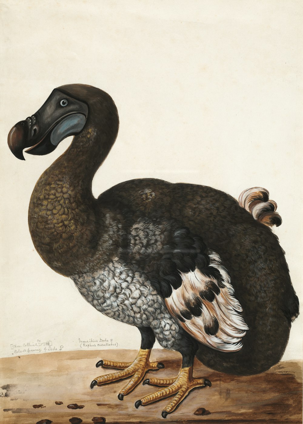 Pintura de pájaro dodo marrón y blanco