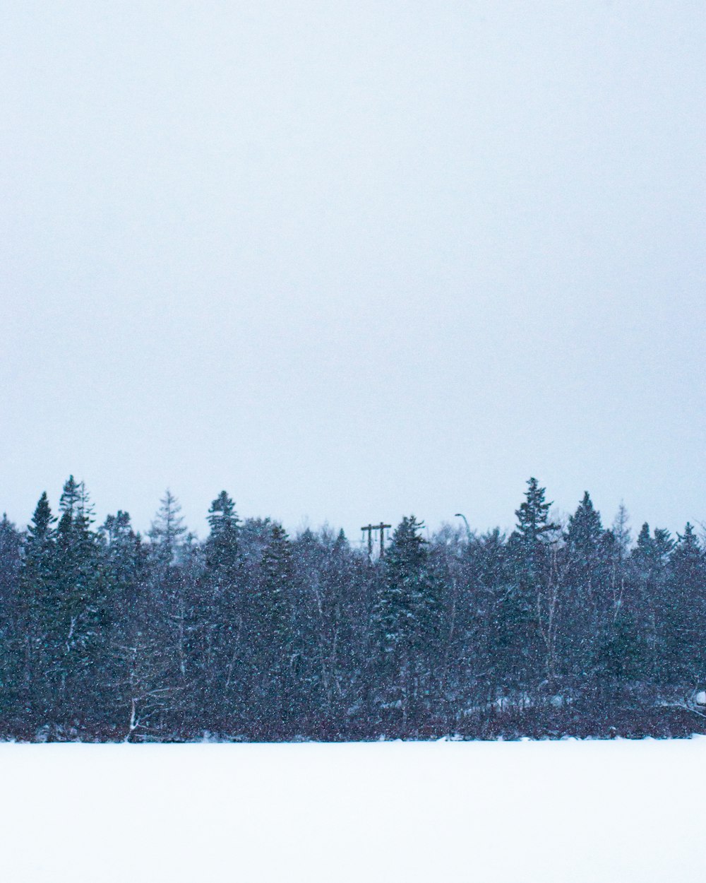 trees on snow field