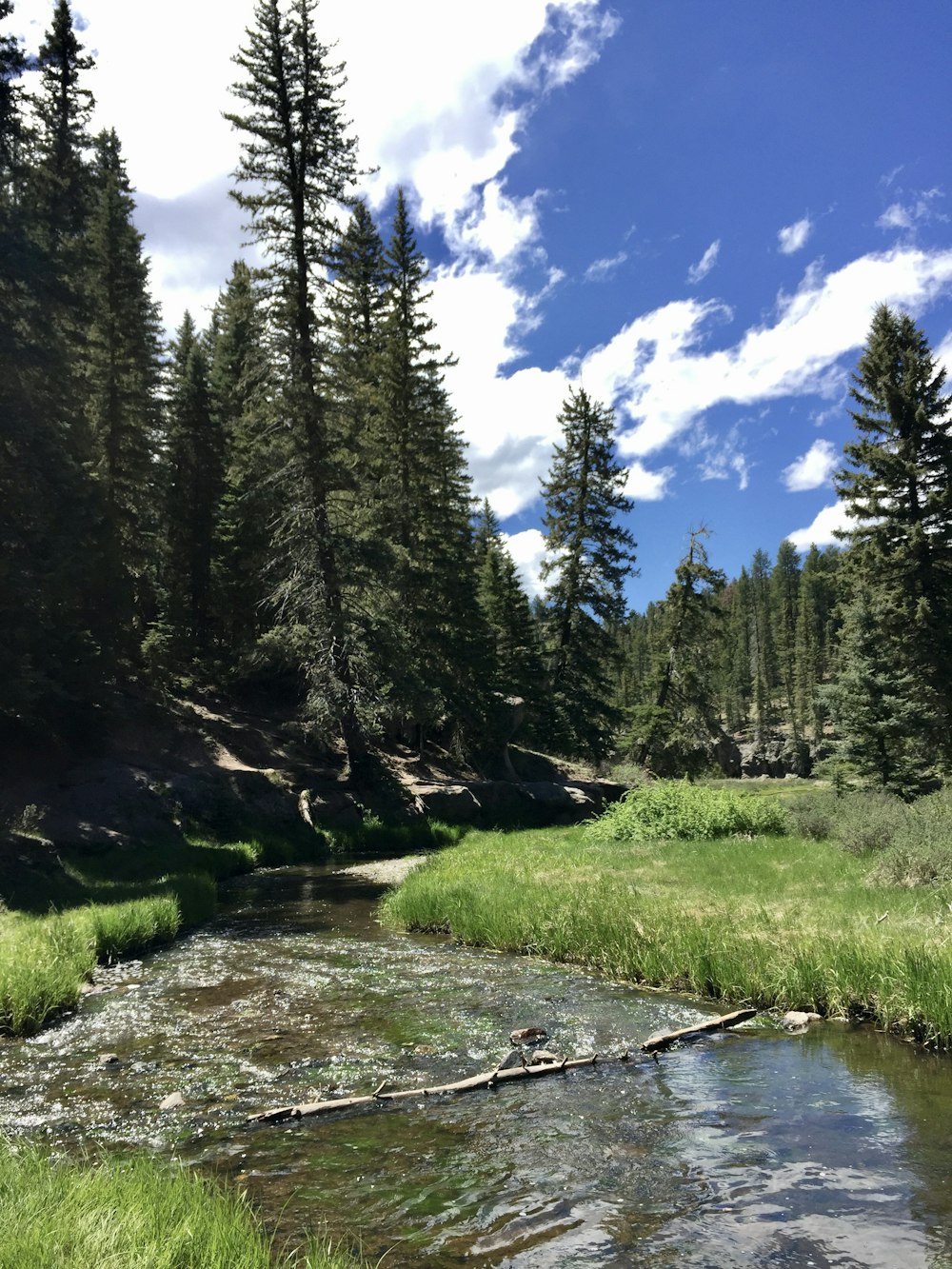 Fluss umgeben von Bäumen