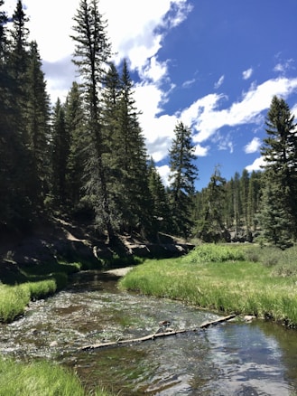A serene forest scene with tall evergreen trees surrounding a clear, gently flowing river. The river is bordered by lush green grass, and the sky is a vibrant blue with scattered white clouds overhead.