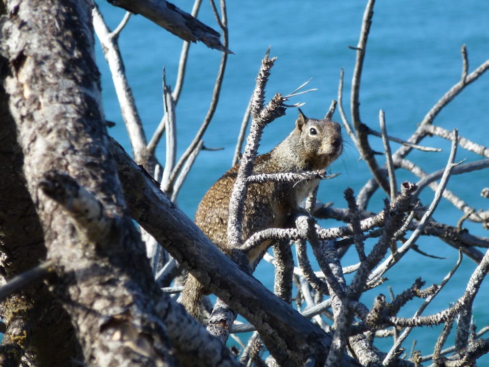 brown squirrel