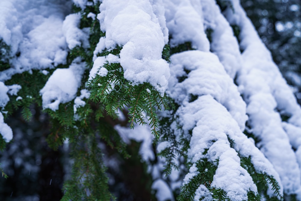a pine tree is covered in snow