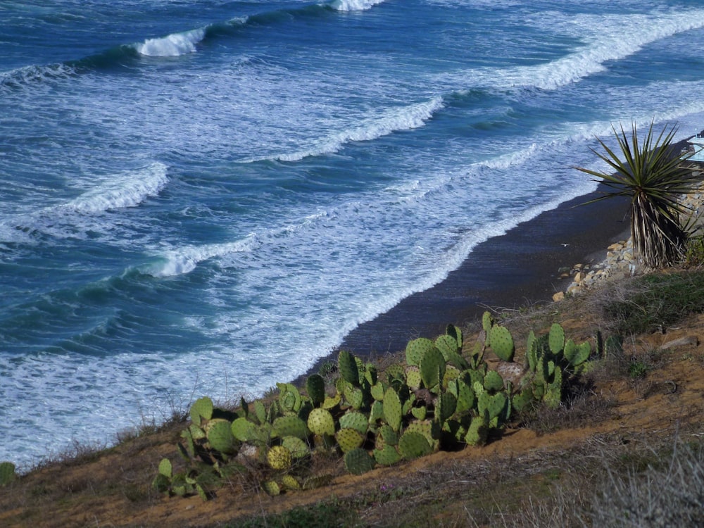 green cactus plants