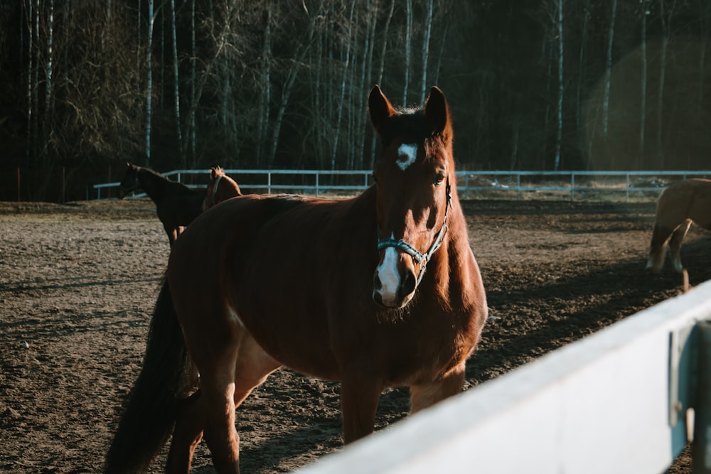 brown horse standing beside fence during daytime