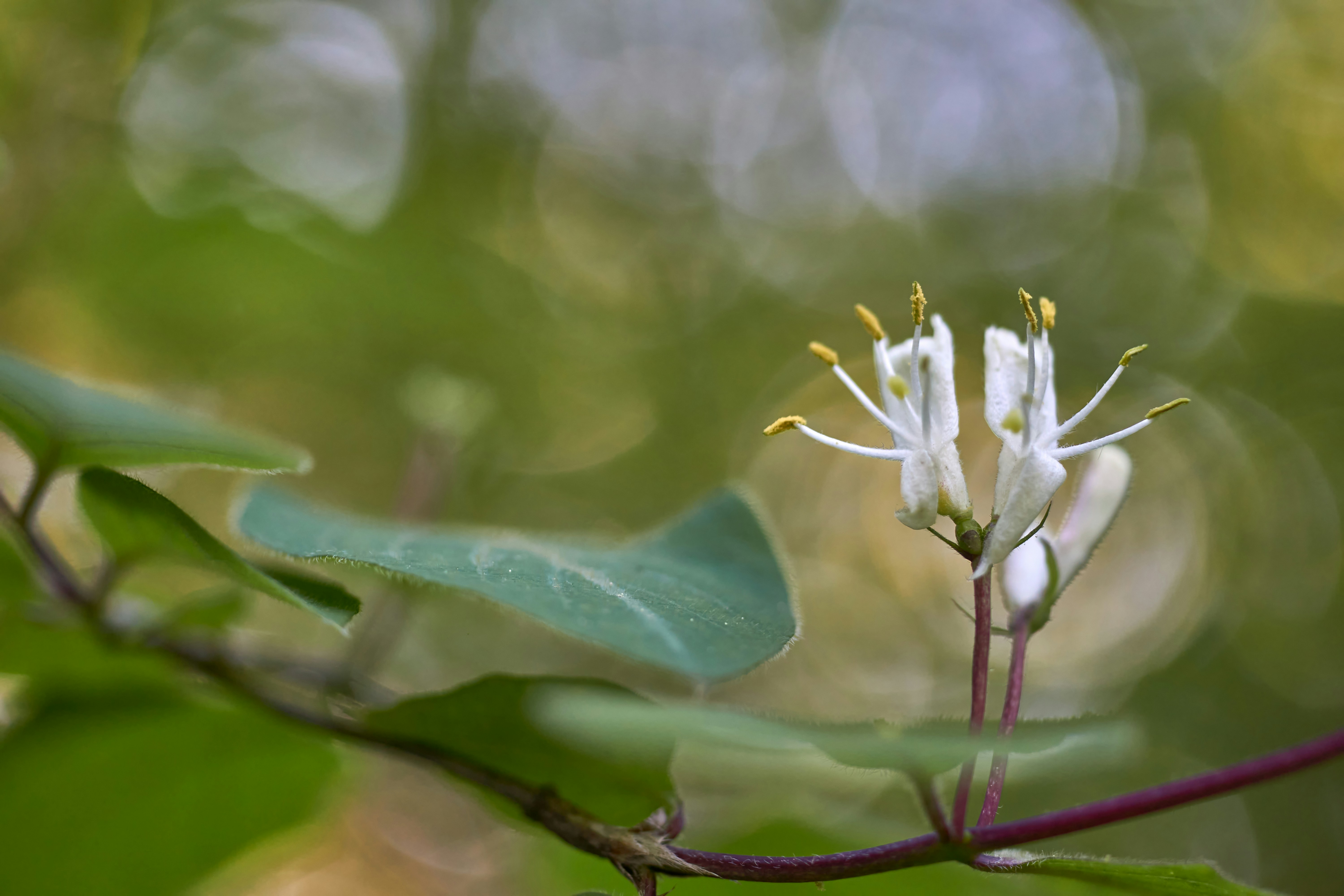 Photo by wolfgang_hasselmann