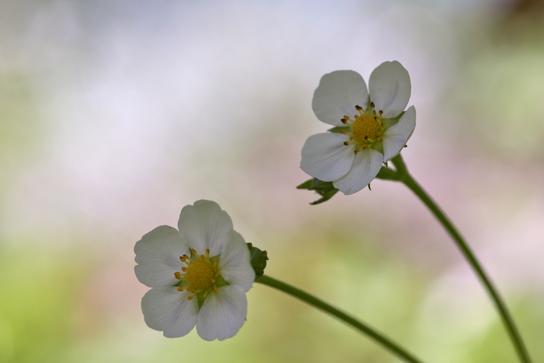 selective focus photography of white petaled flowers during daytime