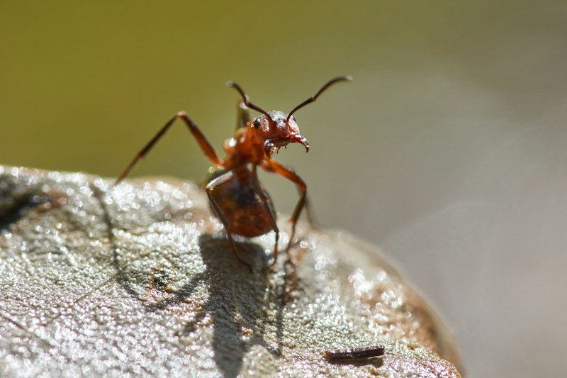 The Ant's Warning