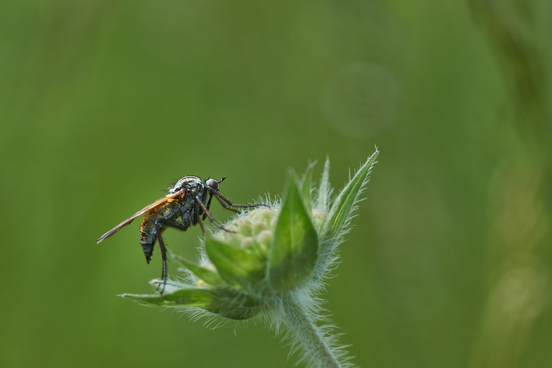 macro photography of black and brown insect on green flower