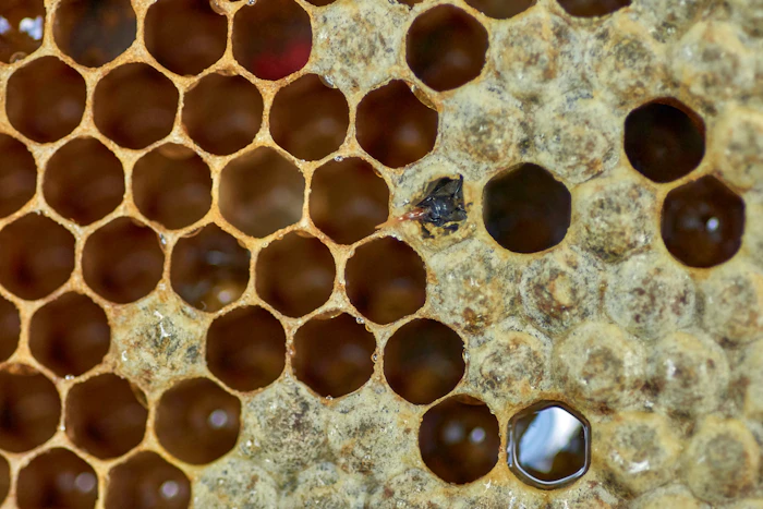 Macro texture of natural honeycomb