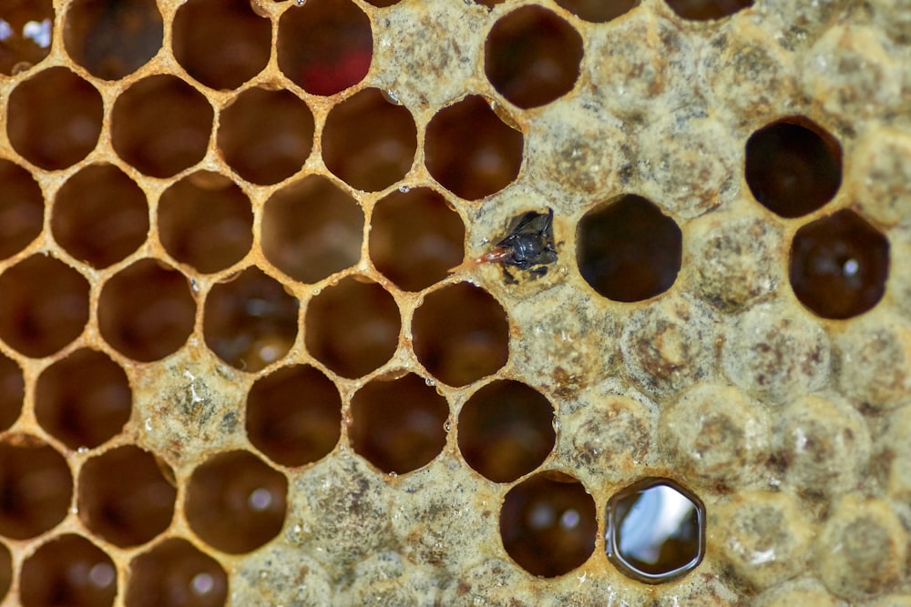 macro photography of honeycomb