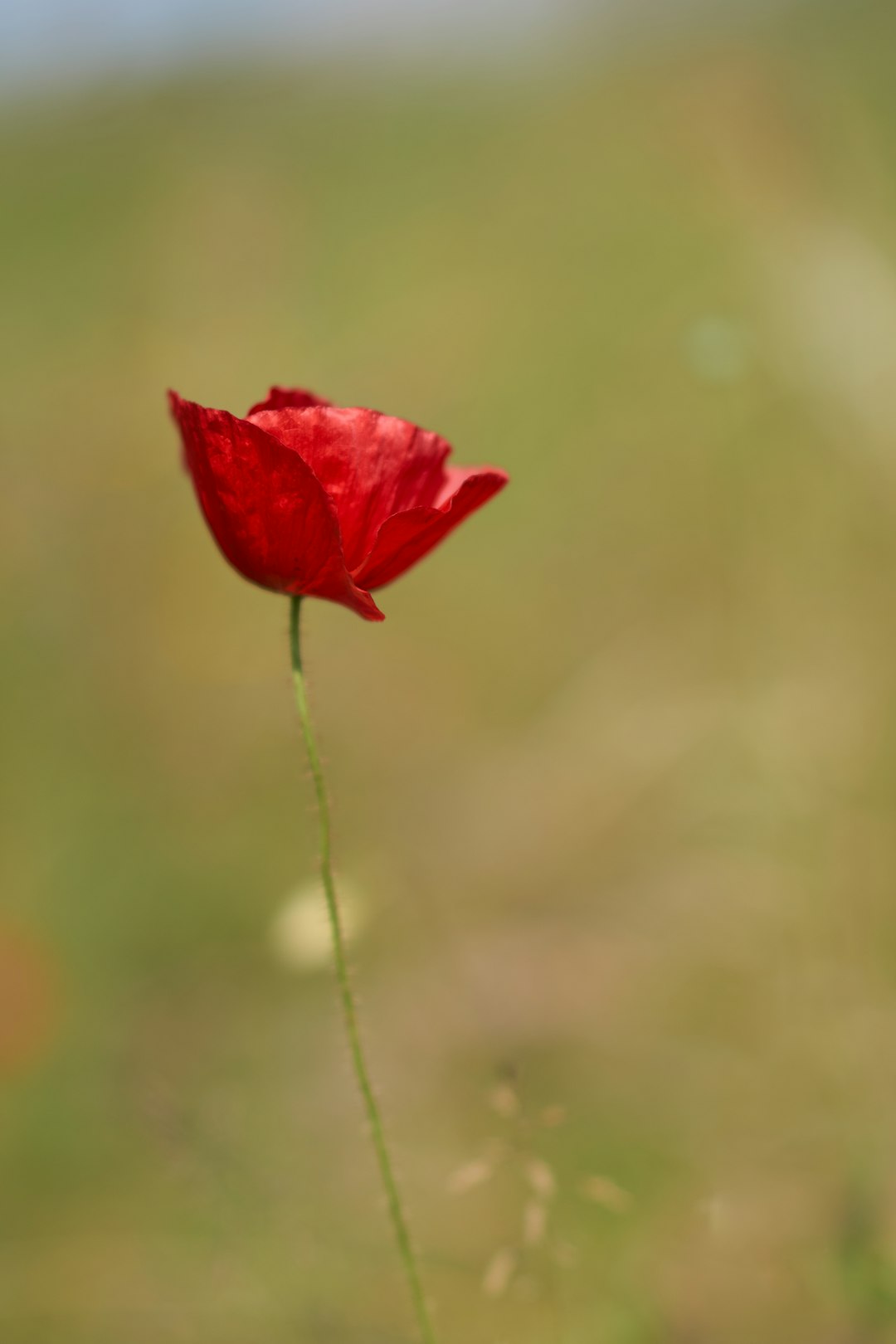 selective focus photography of red flower during daytime