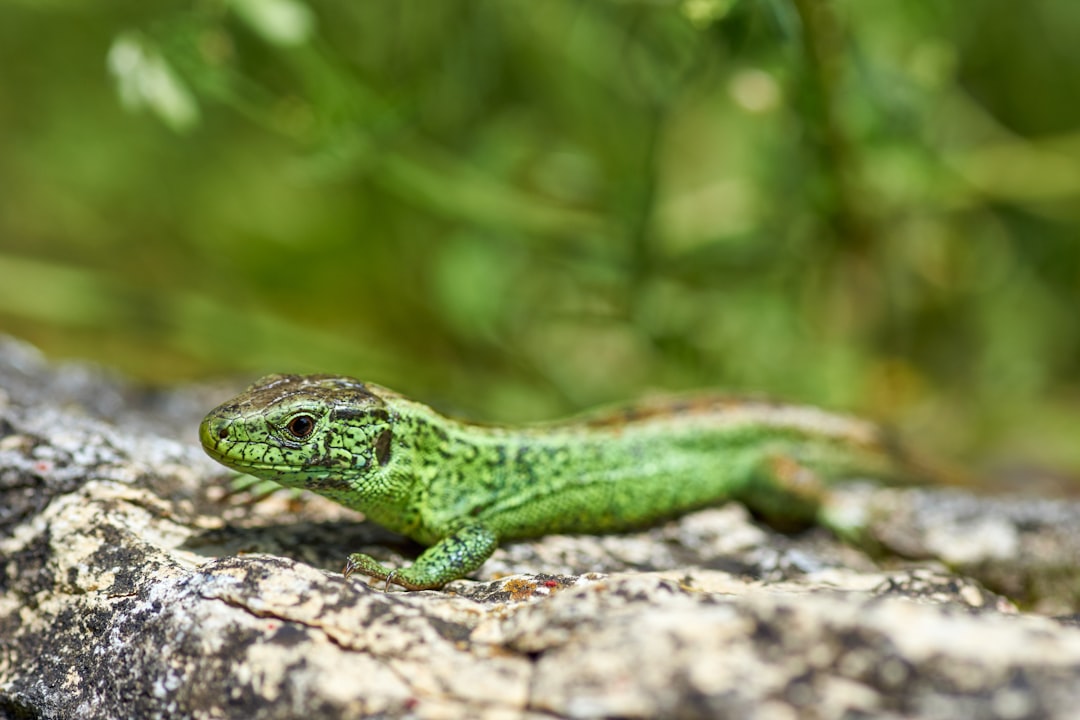 green lizard on rock