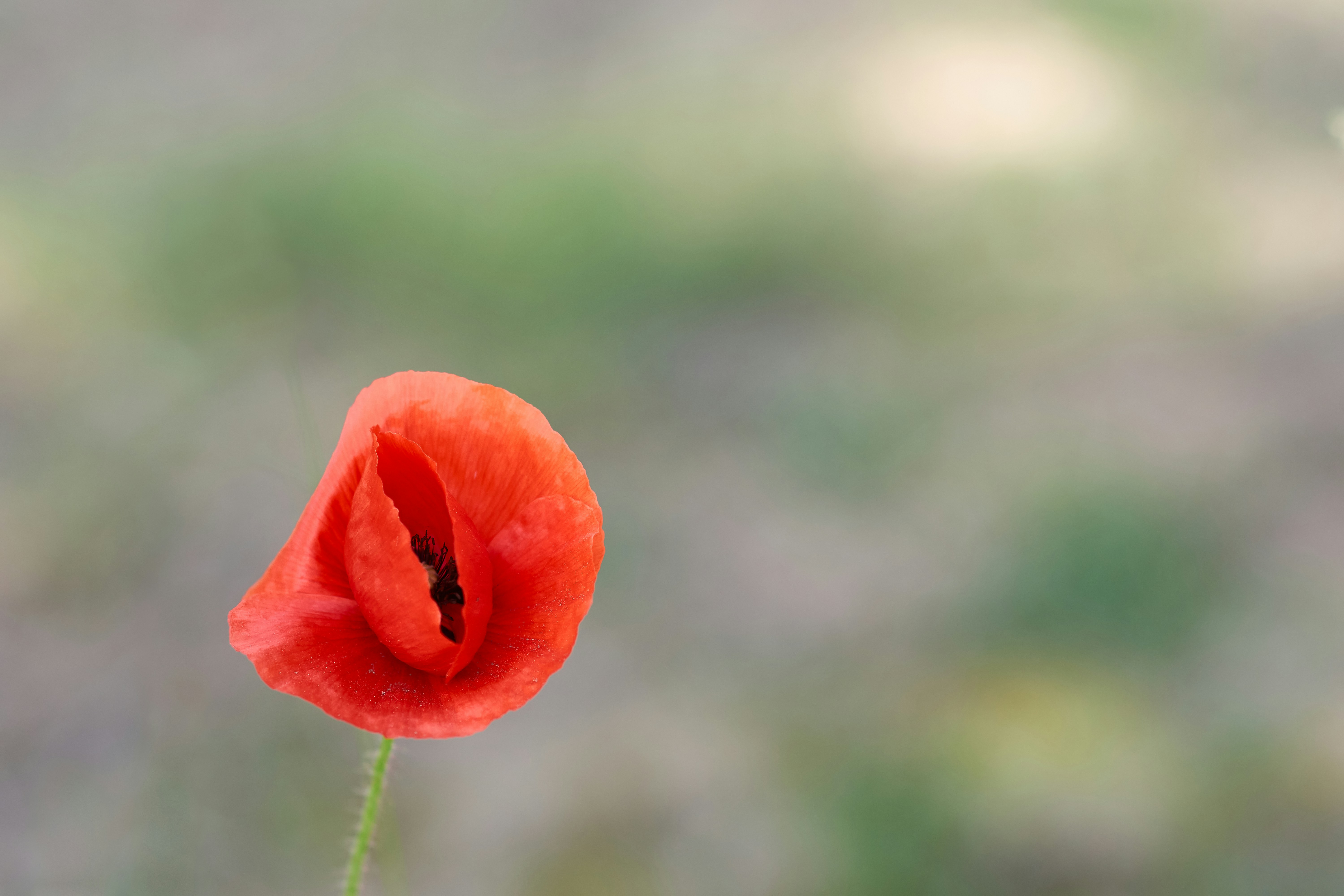 Photo by wolfgang_hasselmann