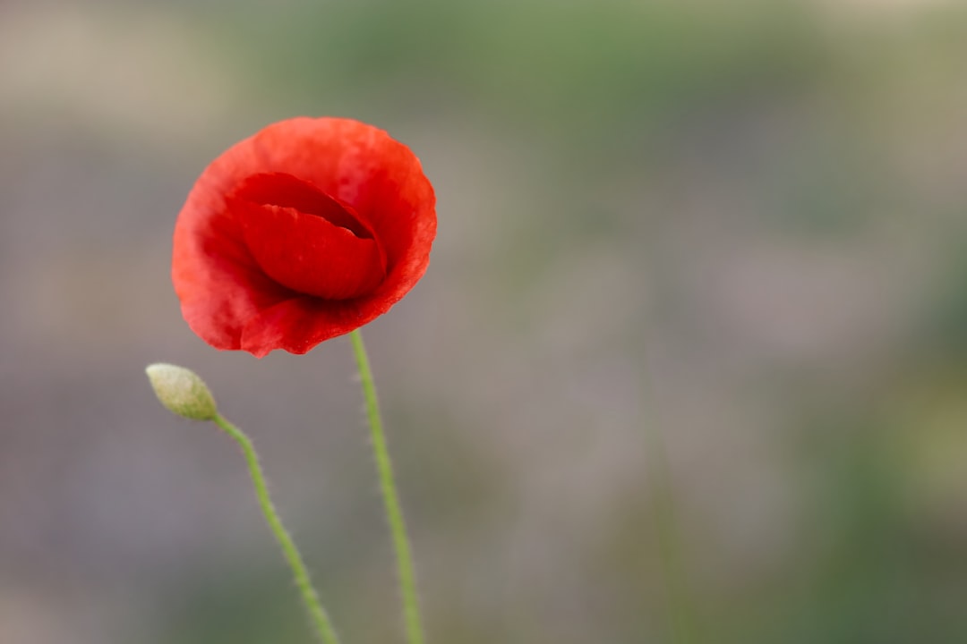 red poppy flower