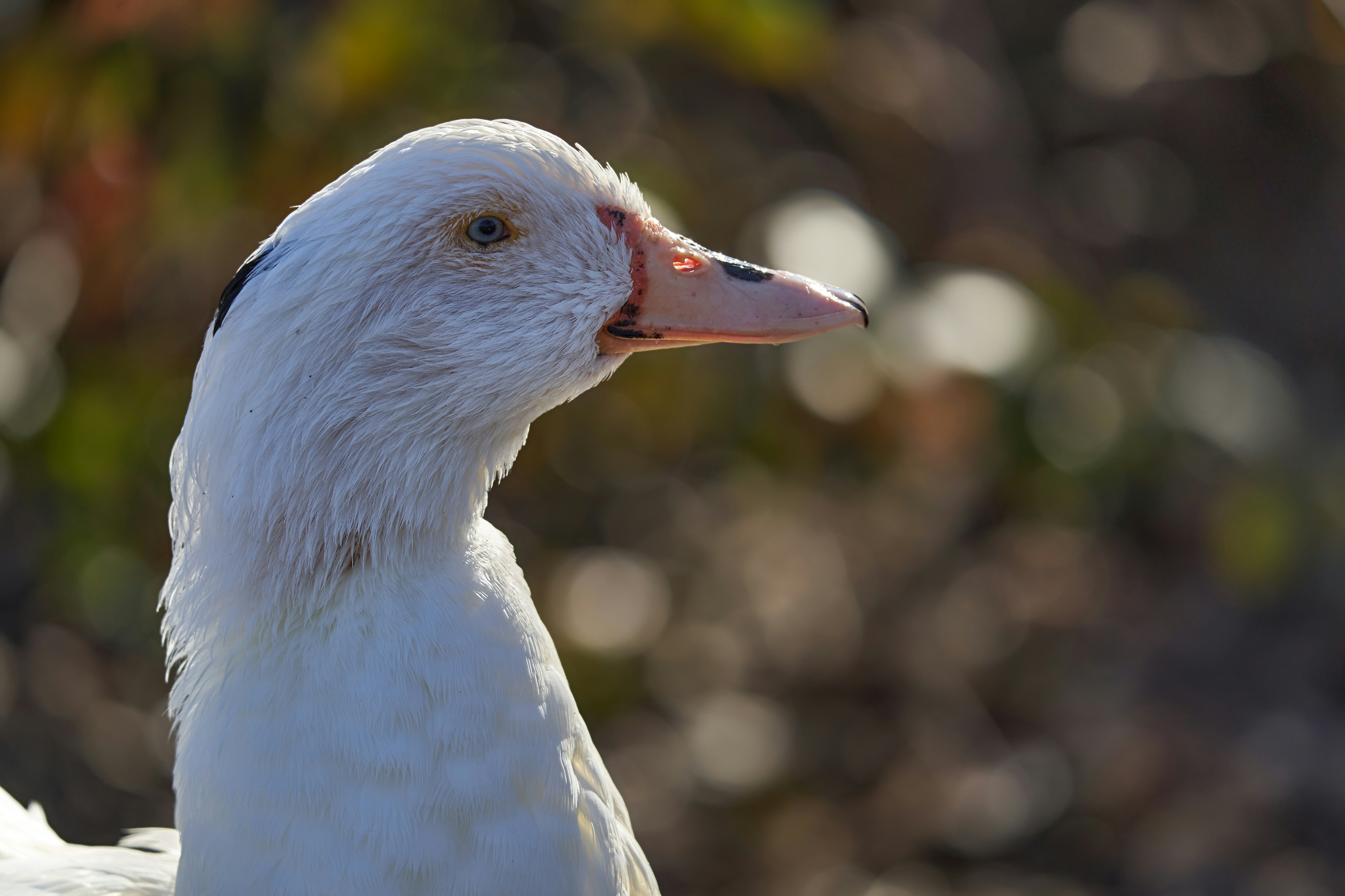 Photo by wolfgang_hasselmann