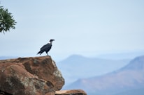 Close-up of an Andean condor perched on a rocky cliff with expansive sky behind.