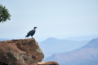 Close-up of an Andean condor perched on a rocky cliff with expansive sky behind.
