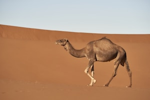 brown camel