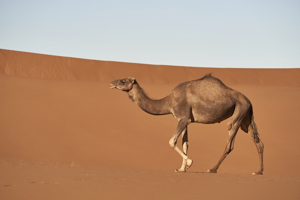 brown camel