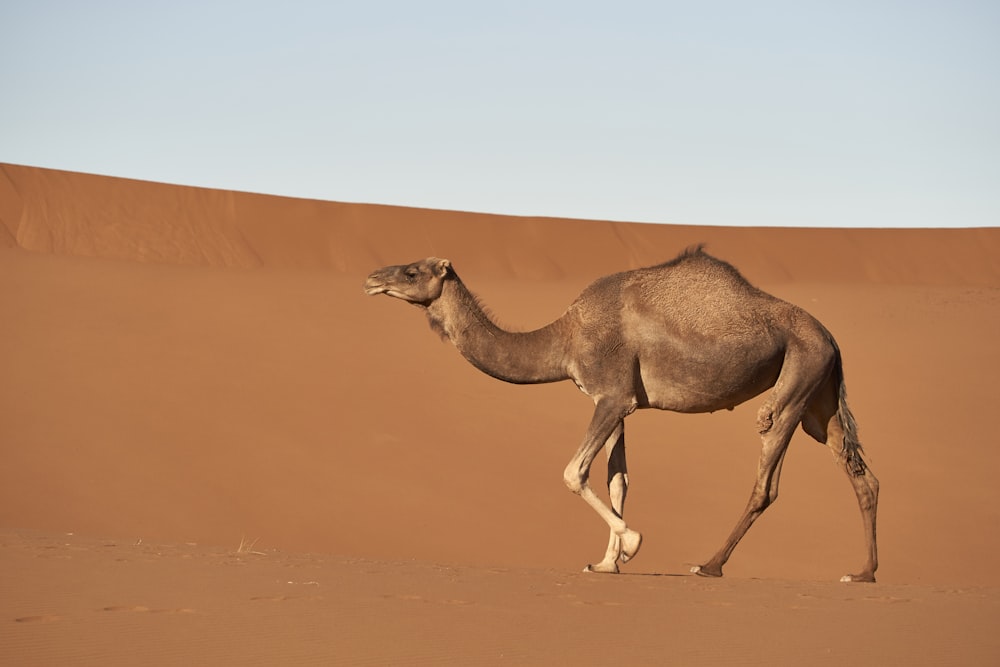 camelo marrom