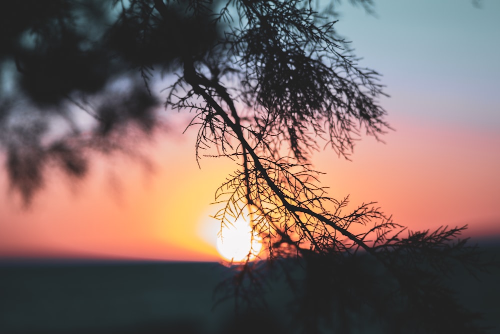 silhouette of trees during golden hour