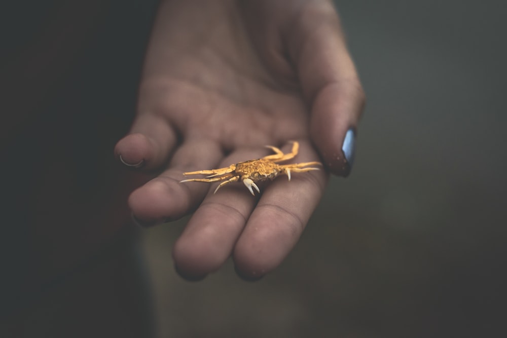 person holding crab