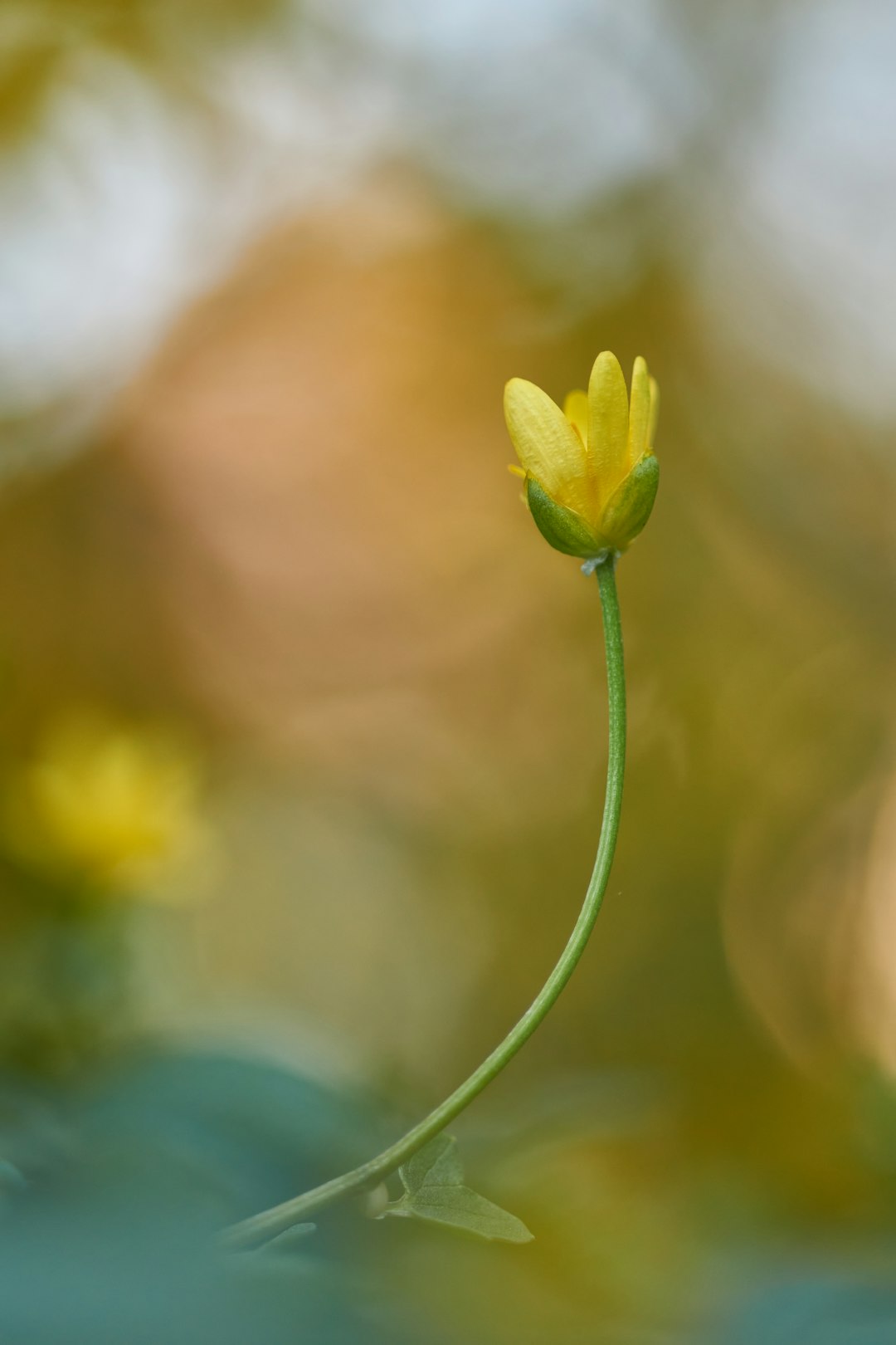 selective focus photography of yellow flower during daytime