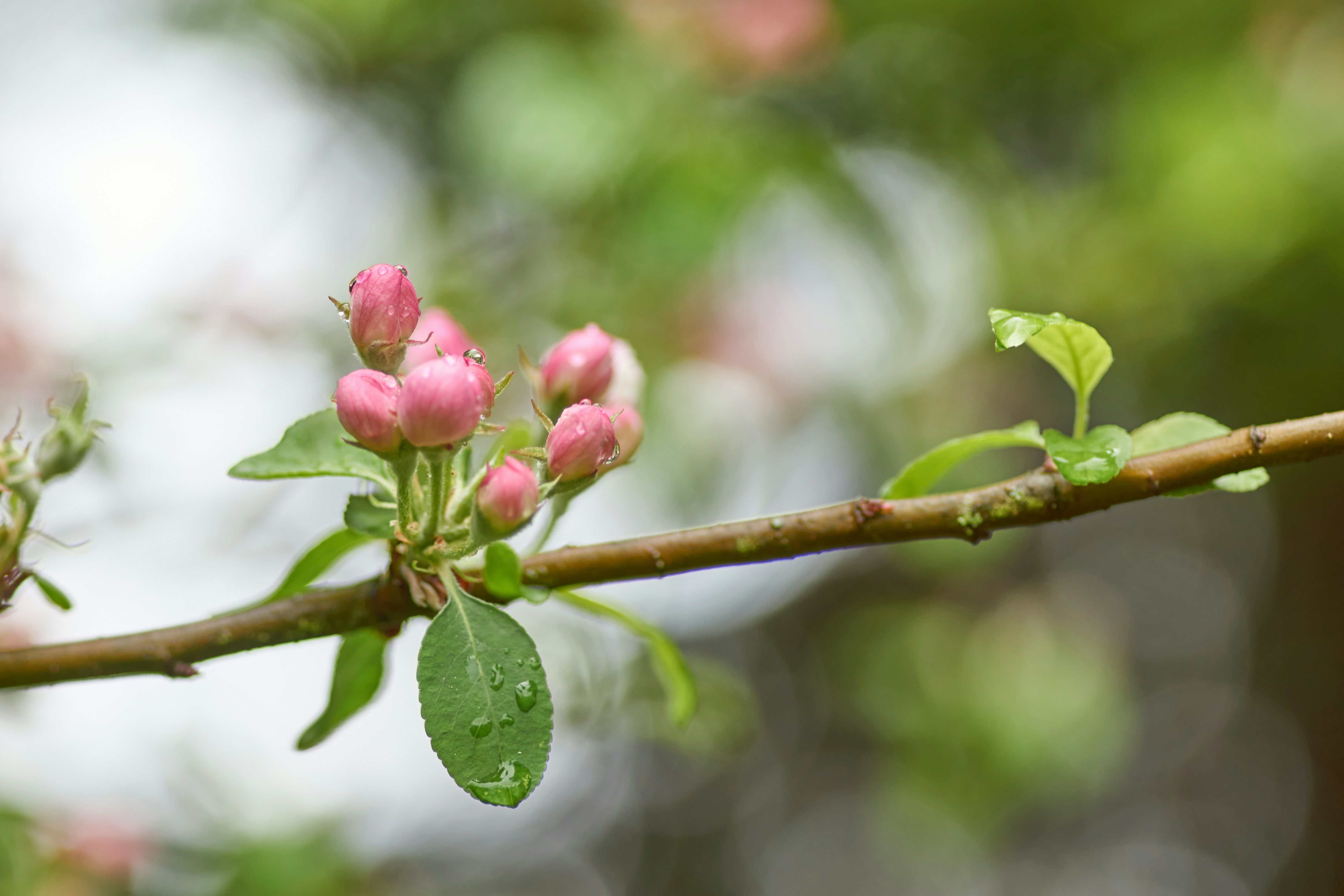 Photo by wolfgang_hasselmann