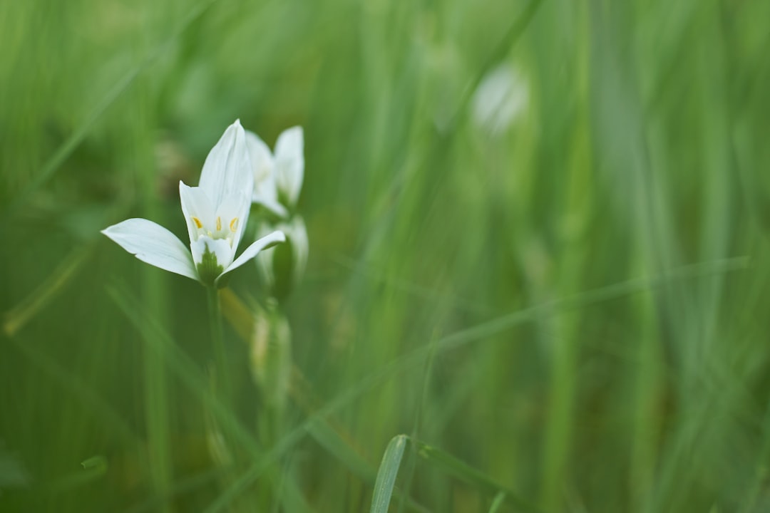 white petaled flower