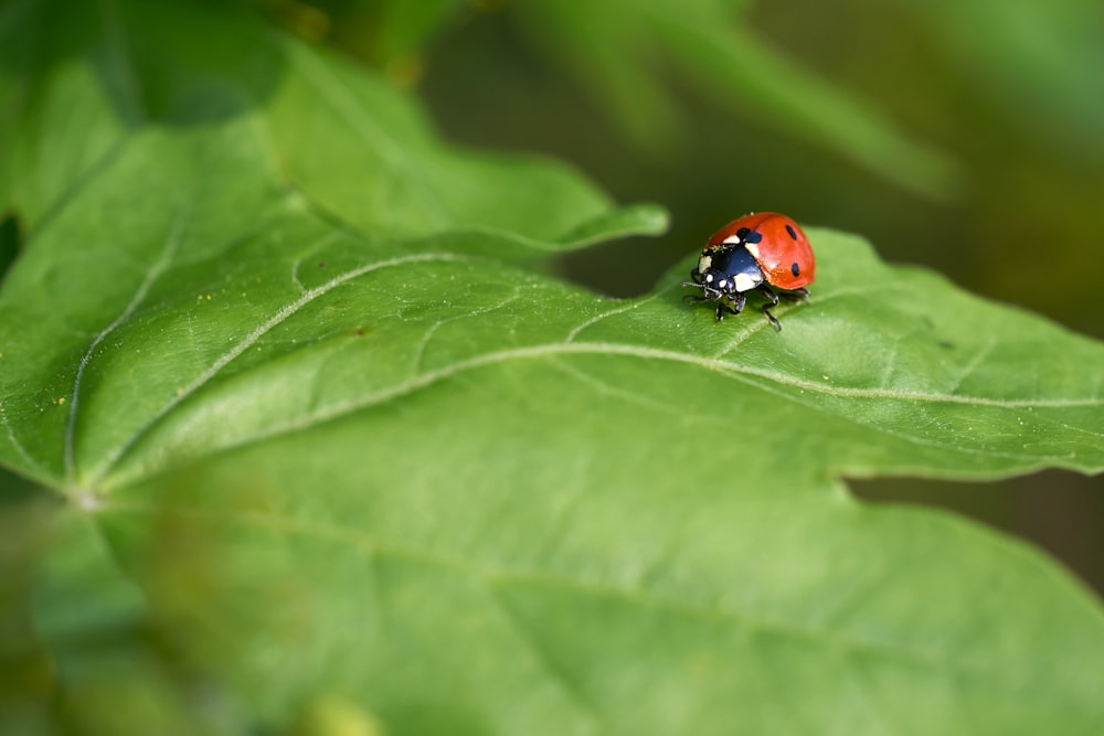 macro photography of ladybug on green leaf