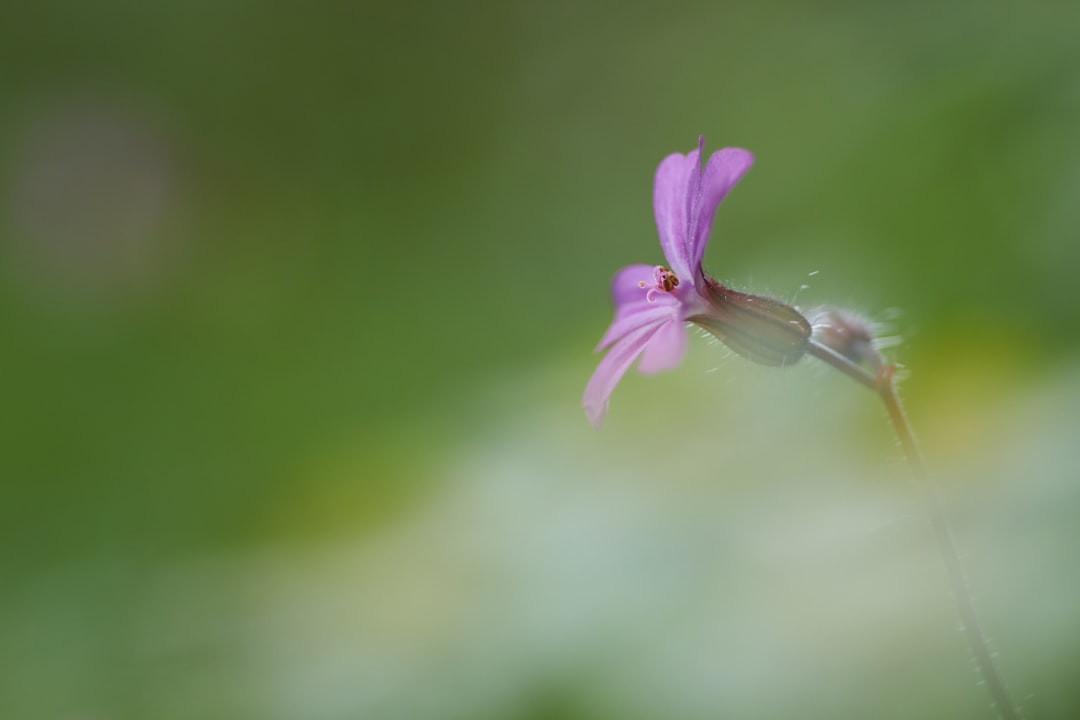 purple petaled flower