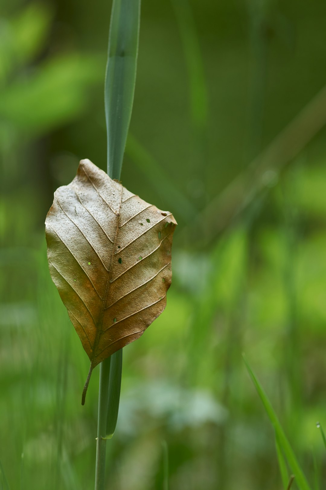 withered leave on grass