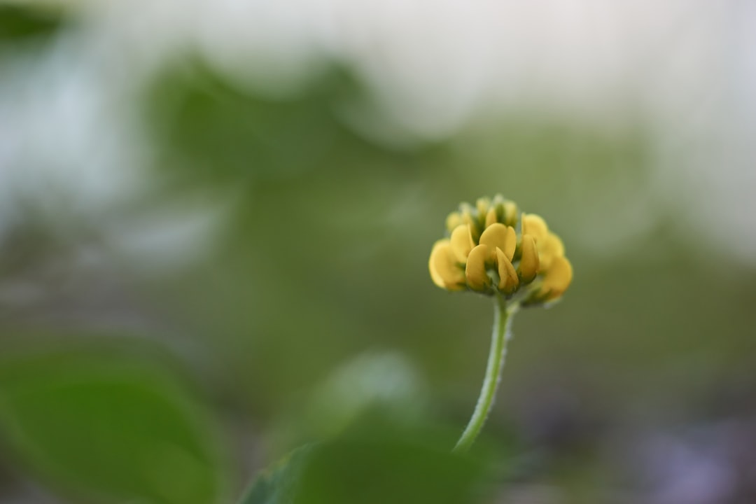 selective focus photography of yellow flower bud