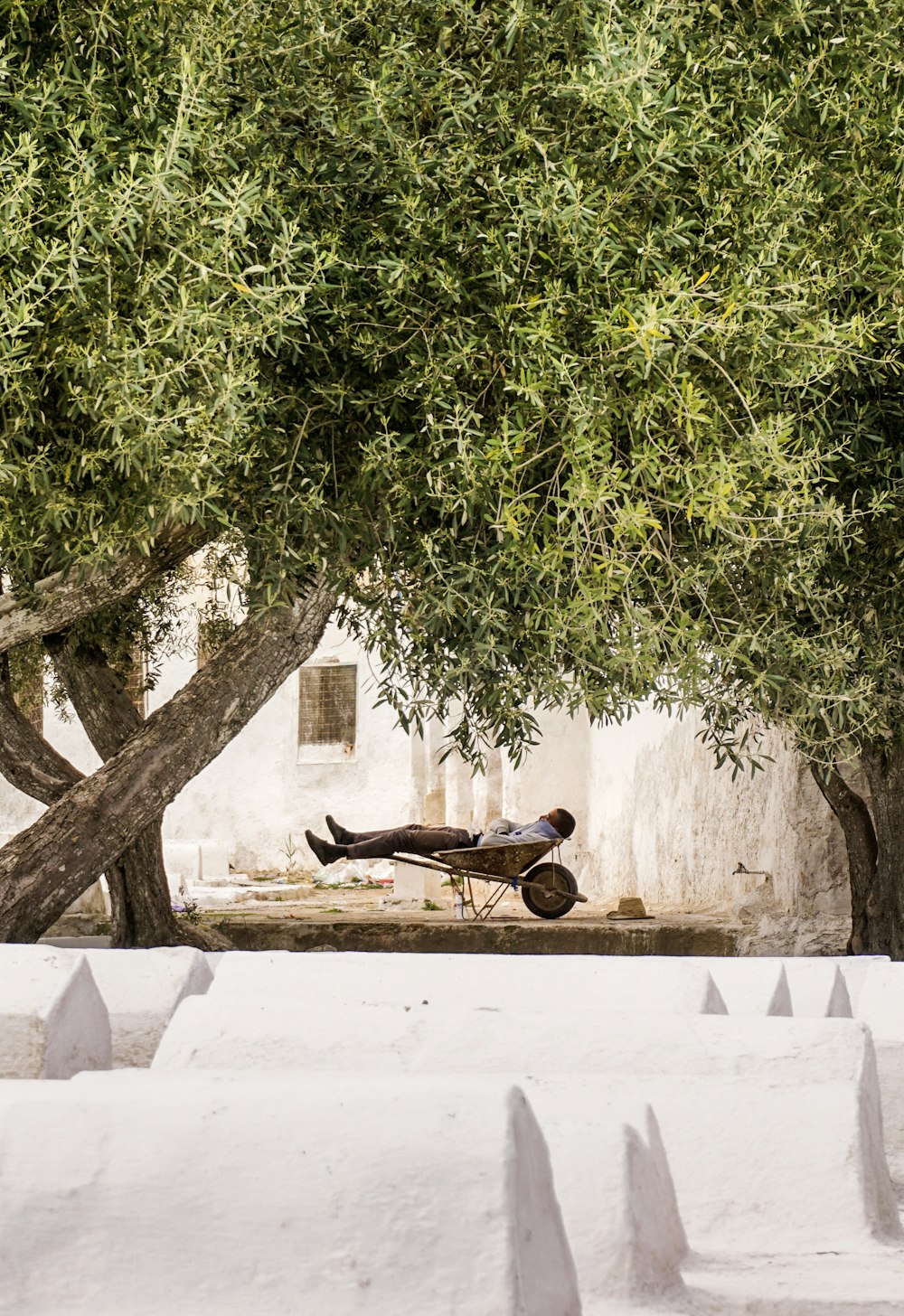 person lying on wheelbarrow under green tree during daytime