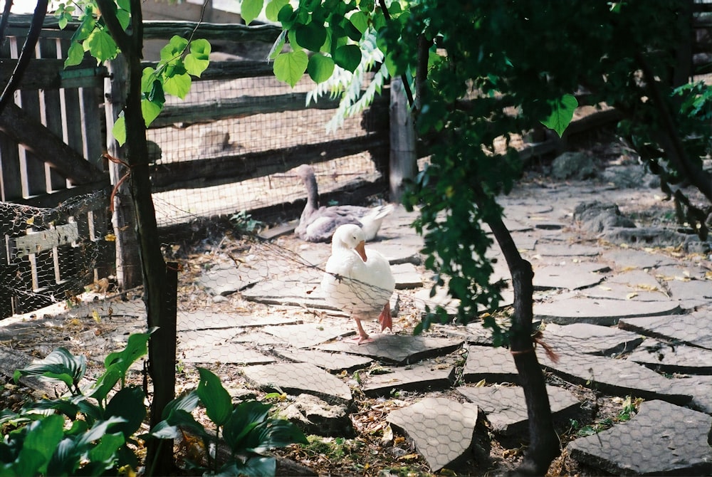 canard blanc