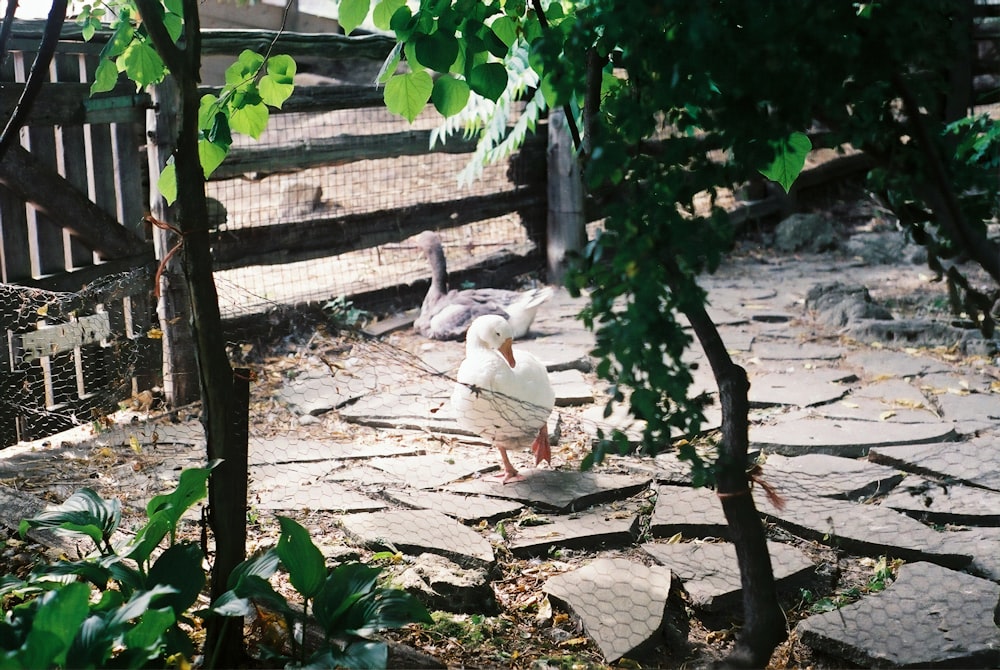 white duck