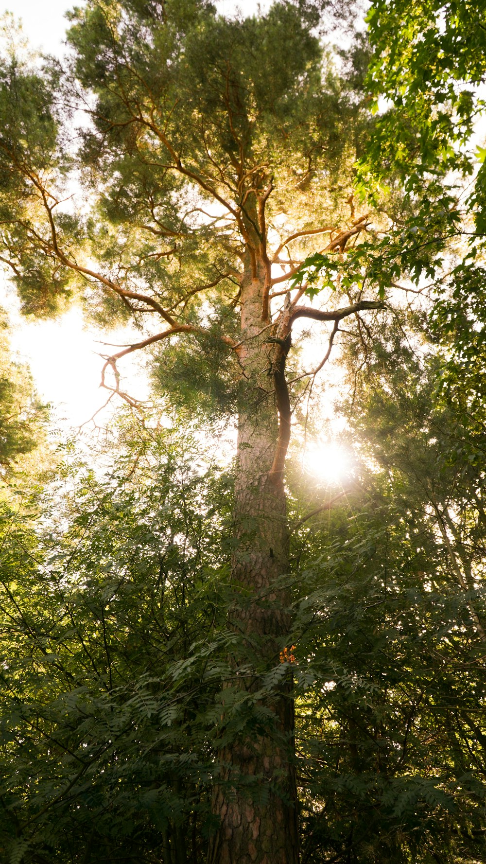 alberi verdi sotto il cielo bianco durante il giorno