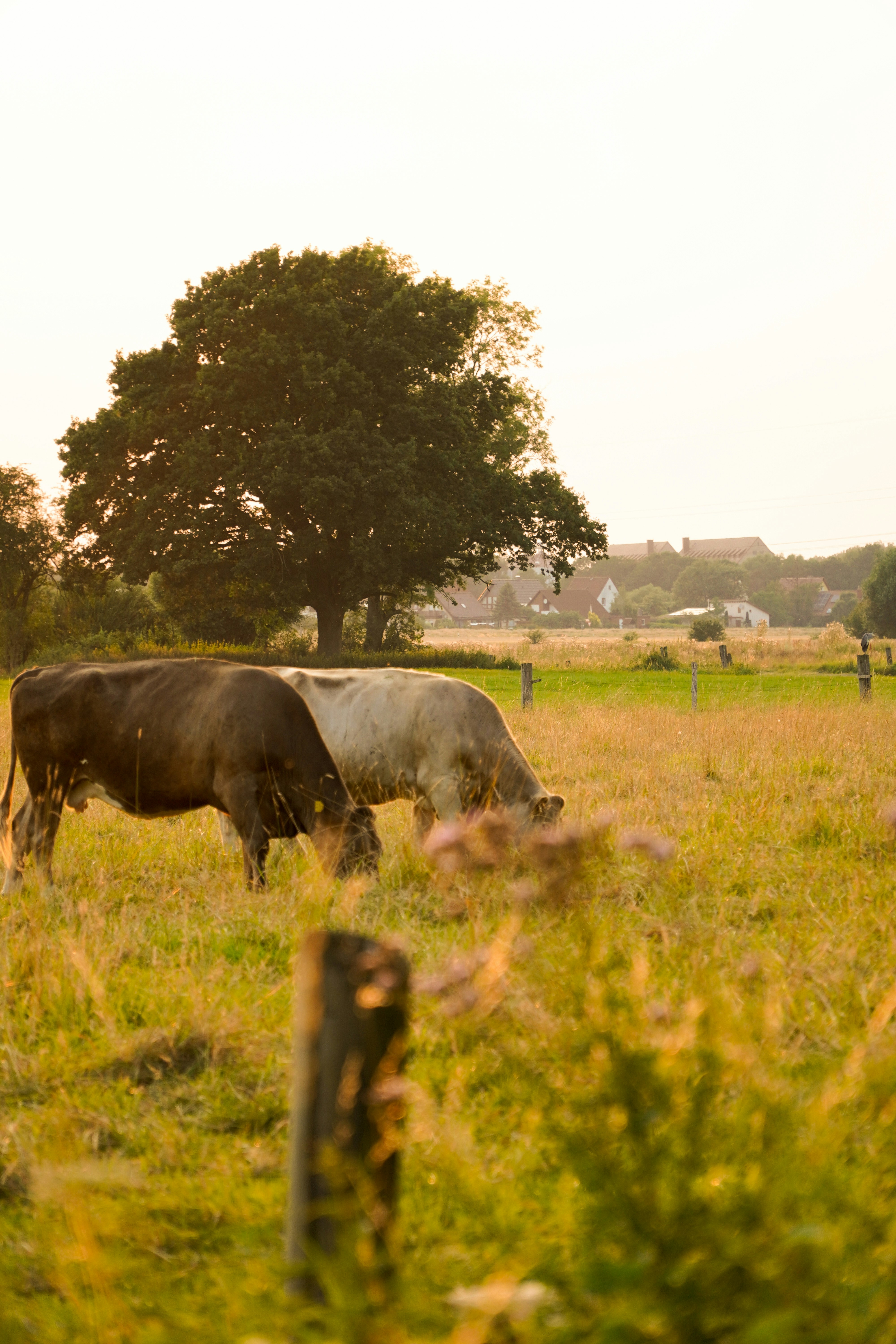 A rancher checking the condition of a pasture