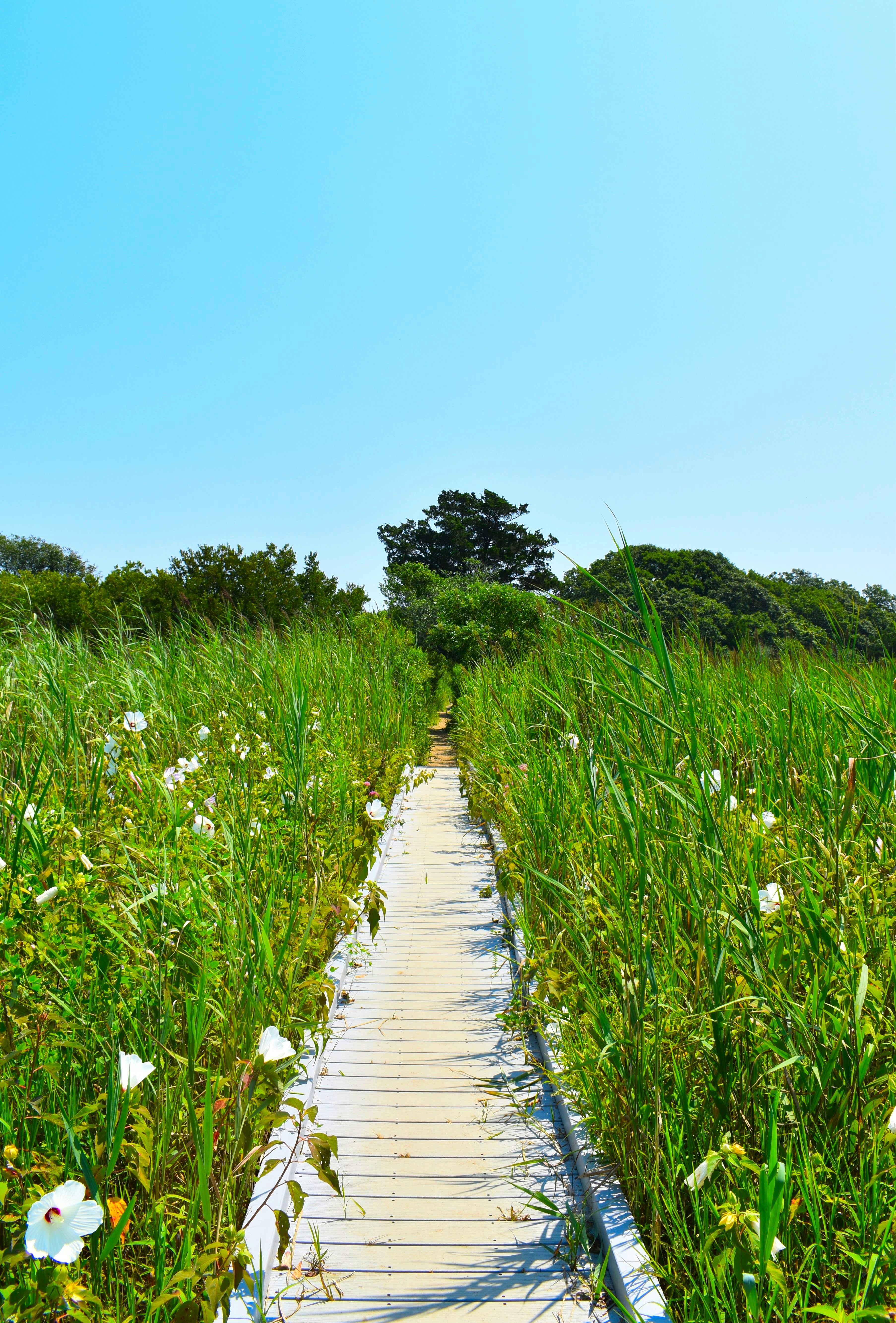 Gray wooden pathway between green grass field under blue sky during ...