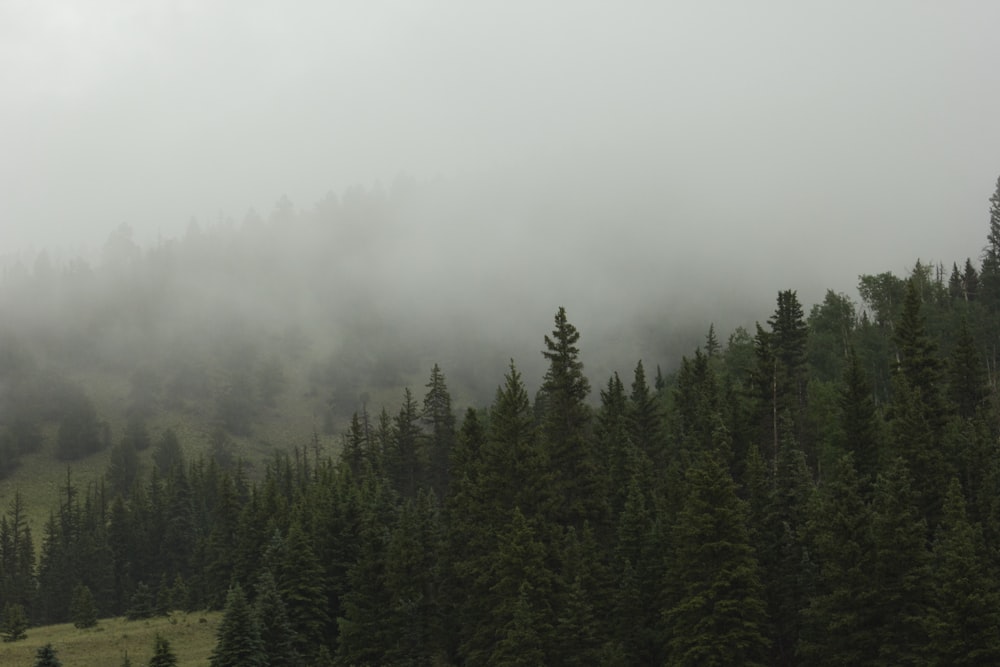 green pine trees covered with fog