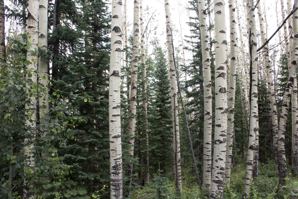 green trees in forest during daytime